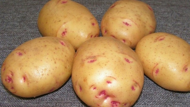 The best Siberian potato varieties and tips for growing them