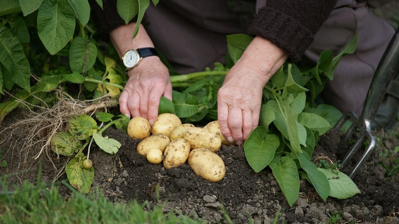The best Siberian potato varieties and tips for growing them