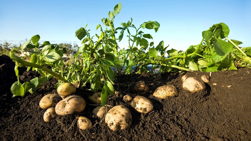 The best Siberian potato varieties and tips for growing them