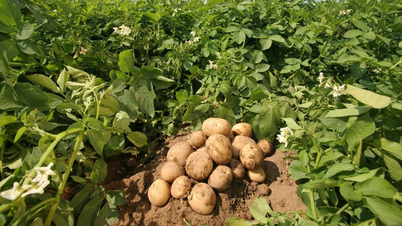 The best Siberian potato varieties and tips for growing them