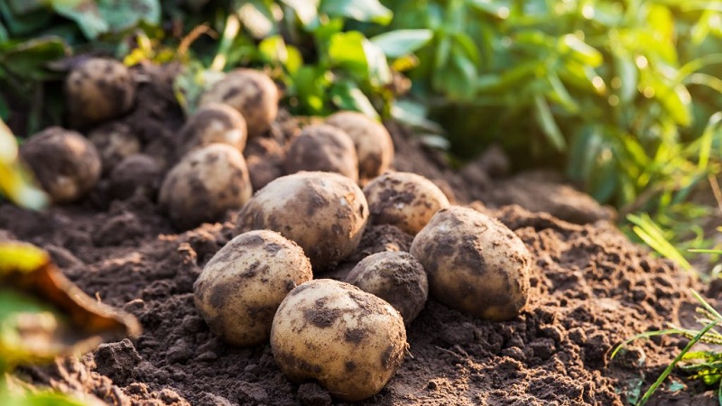 The best Siberian potato varieties and tips for growing them