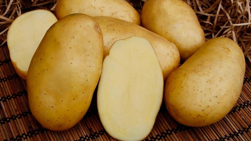The best Siberian potato varieties and tips for growing them