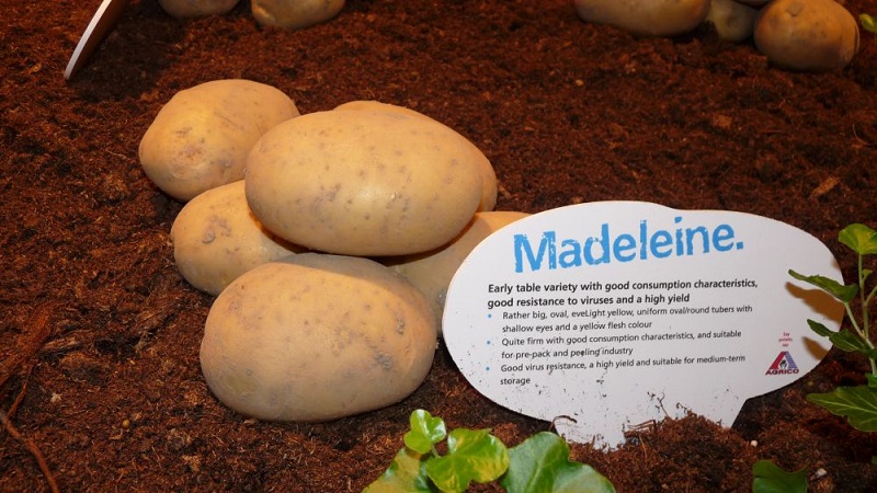 The best Siberian potato varieties and tips for growing them