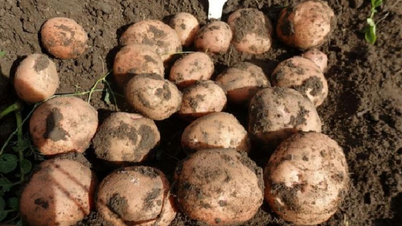 The best Siberian potato varieties and tips for growing them