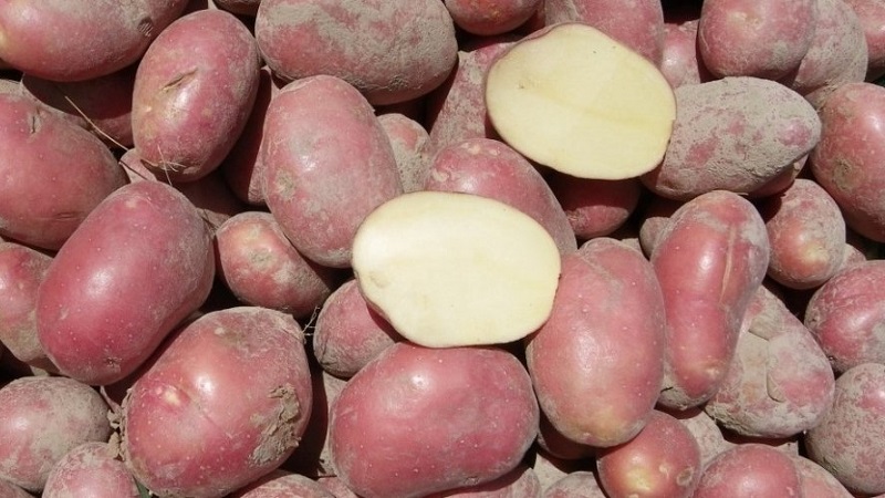 The best Siberian potato varieties and tips for growing them