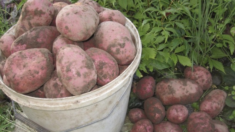 The best Siberian potato varieties and tips for growing them