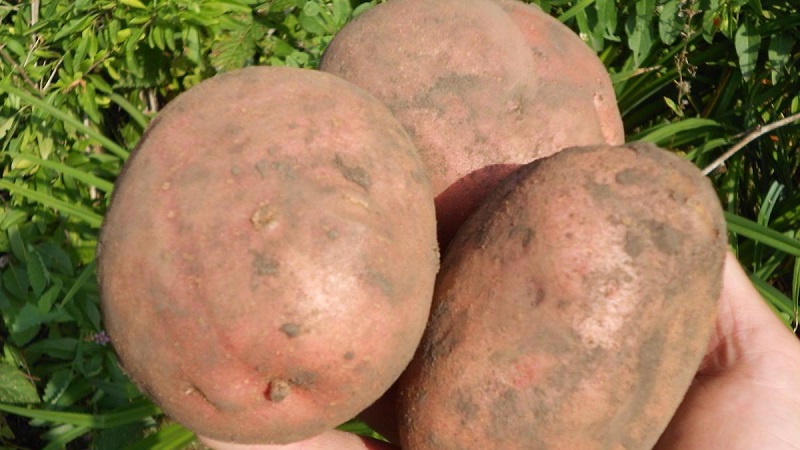 The best Siberian potato varieties and tips for growing them