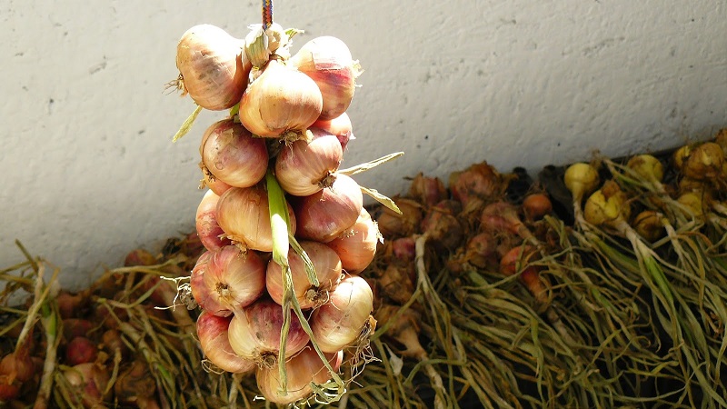 Top tips: how to properly dry onions after harvesting from the garden