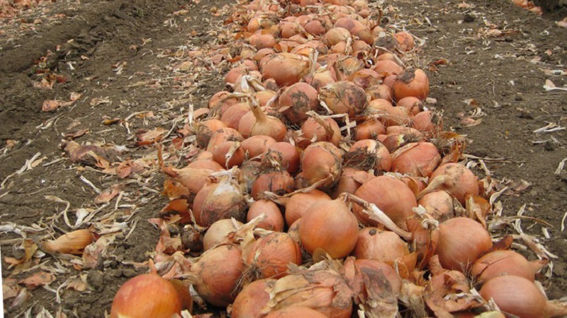 Top tips: how to properly dry onions after harvesting from the garden