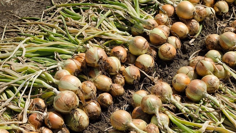 Top tips: how to properly dry onions after harvesting from the garden