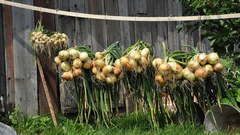 Top tips: how to properly dry onions after harvesting from the garden