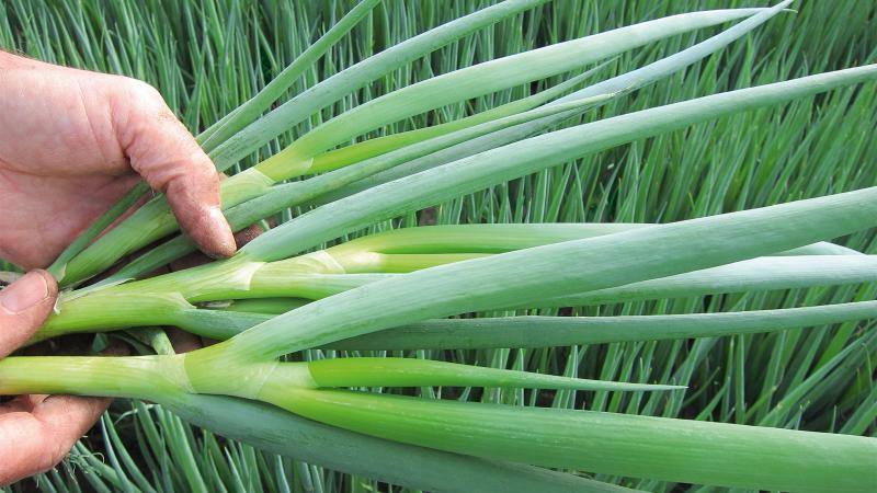 Frost-resistant onion Batun and features of its cultivation