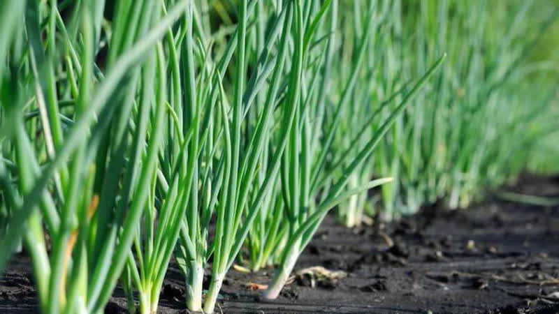 Frost-resistant onion Batun and features of its cultivation