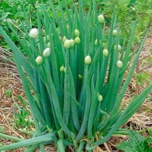 Frost-resistant onion Batun and features of its cultivation