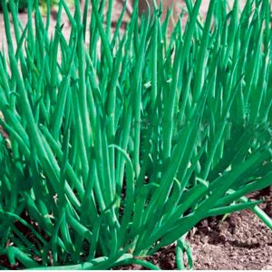 Frost-resistant onion Batun and features of its cultivation