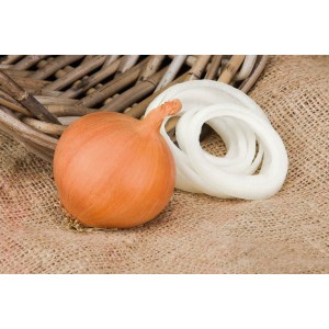 Multi-bud hybrid of Manas onion that tolerates drought well