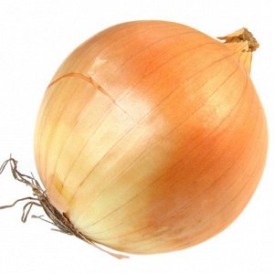 Multi-bud hybrid of Manas onion that tolerates drought well