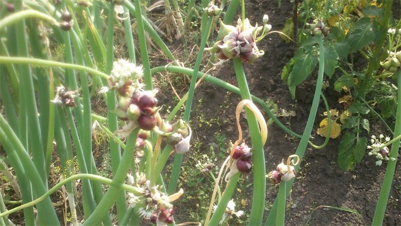 Unpretentious to grow and care Multi-tiered bow