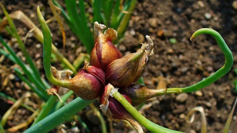 Unpretentious to grow and care Multi-tiered bow