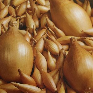 Early ripe onion variety Olin with excellent yield and excellent taste