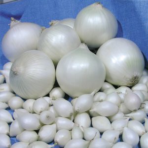 An unpretentious and stable hybrid of Stardust onions, high yielding even with minimal maintenance