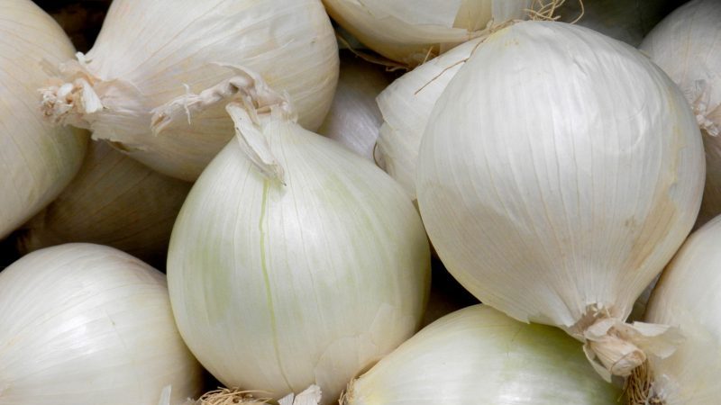 An unpretentious and stable hybrid of Stardust onions, high yielding even with minimal maintenance