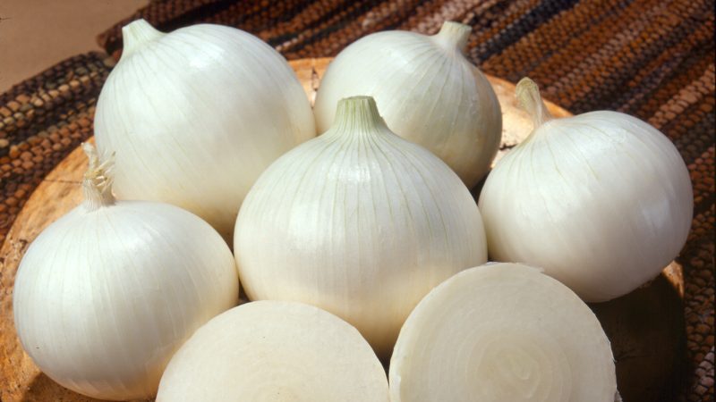An unpretentious and stable hybrid of Stardust onions, high yielding even with minimal maintenance