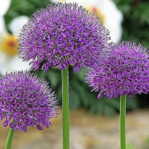 Amazing properties of Suvorov's onion-garlic (Anzur)