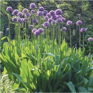 Amazing properties of Suvorov's onion-garlic (Anzur)