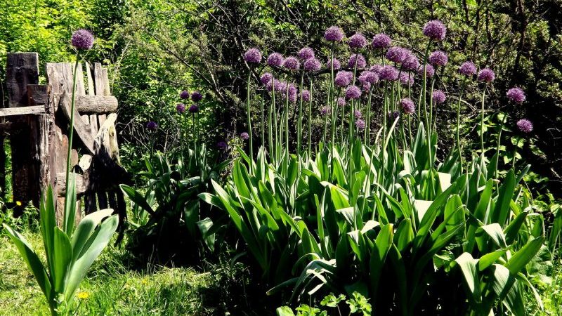 Amazing properties of Suvorov's onion-garlic (Anzur)
