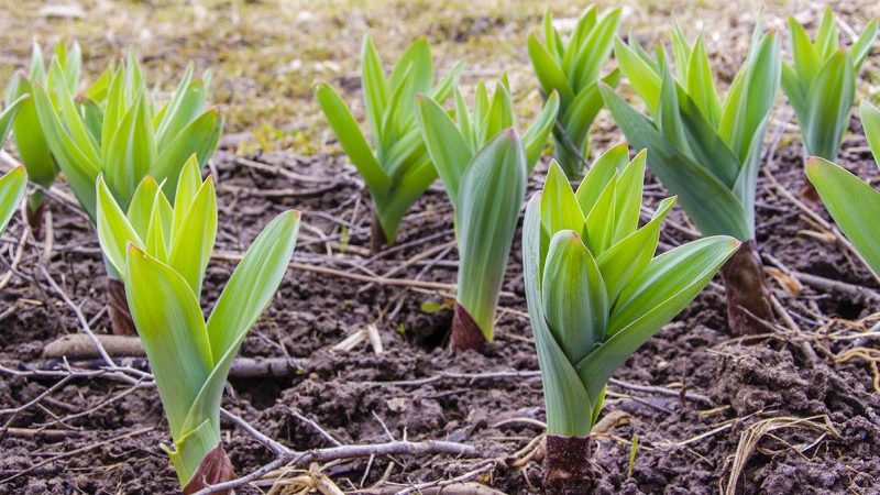 Amazing properties of Suvorov's onion-garlic (Anzur)