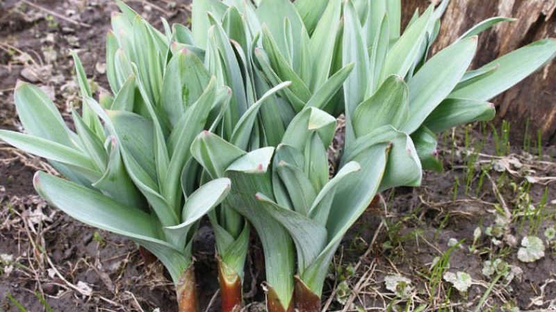 Amazing properties of Suvorov's onion-garlic (Anzur)