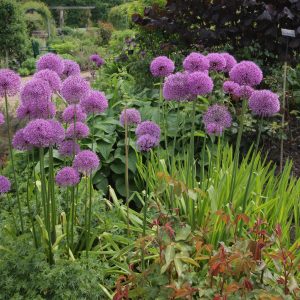 Amazing properties of Suvorov's onion-garlic (Anzur)