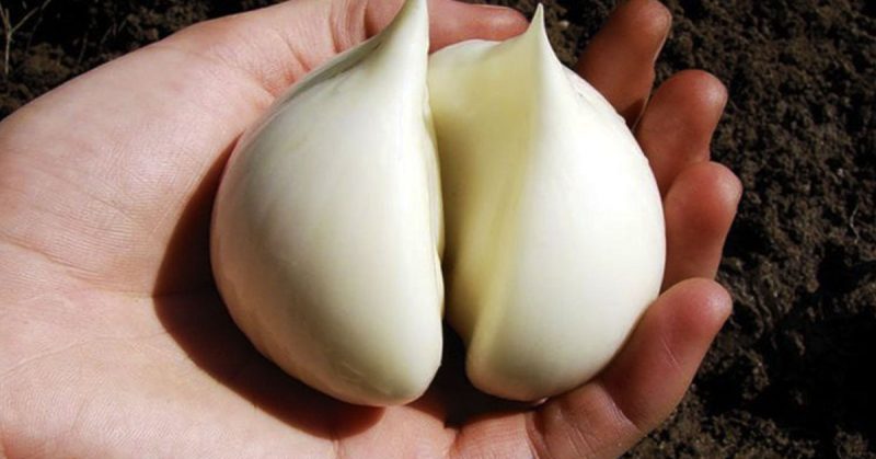 Amazing properties of Suvorov's onion-garlic (Anzur)