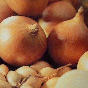 High Yielding Onion Hybrid with Amazing Taste - Centurion