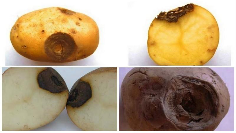 Why are there spots on potatoes: measures to combat glandular spot and other diseases