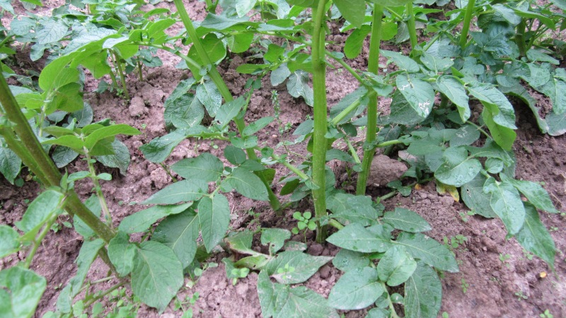 Why are there spots on potatoes: measures to combat glandular spot and other diseases