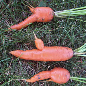 Reasons why carrots are gnarled and horny and methods of growing even root crops