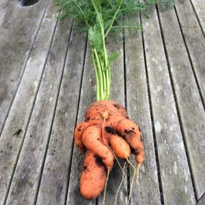 Reasons why carrots are gnarled and horny and methods of growing even root crops