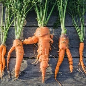 Reasons why carrots are gnarled and horny and methods of growing even root crops