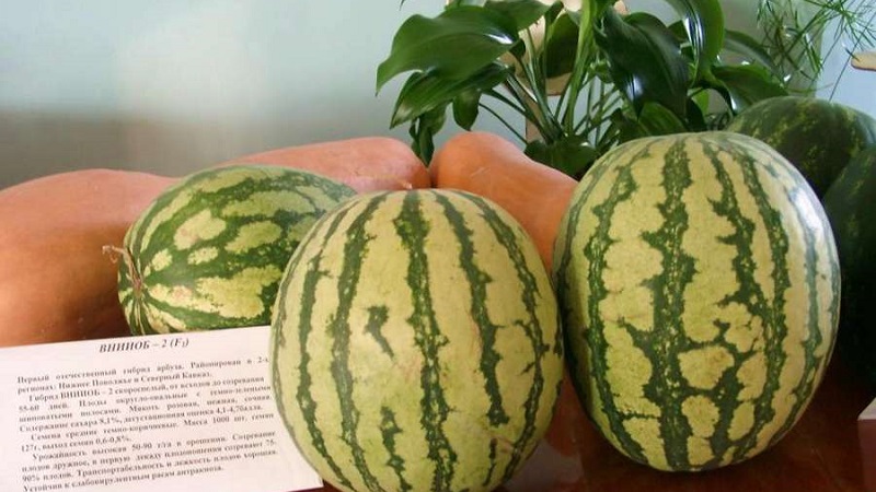 Is it possible to eat pink watermelon and why is it so