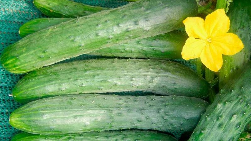 The nuances of preserving long cucumbers: is it possible to preserve Zozul's cucumbers for the winter and how to do it tasty and simple