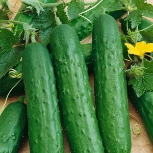 The nuances of preserving long cucumbers: is it possible to preserve Zozul's cucumbers for the winter and how to do it tasty and simple
