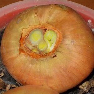 Why cut onions when planting before winter and whether it is necessary to do it