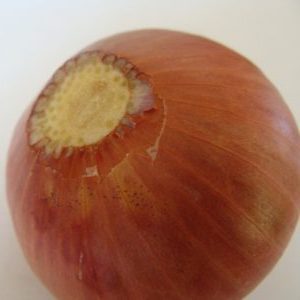 Why cut onions when planting before winter and whether it is necessary to do it
