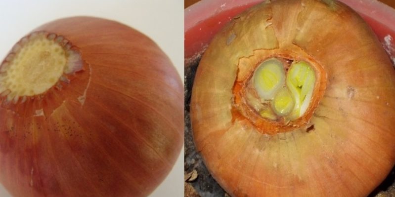 Why cut onions when planting before winter and whether it is necessary to do it