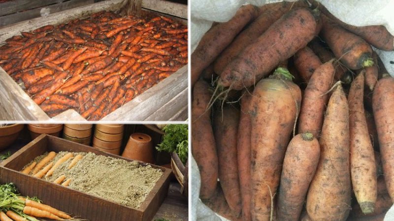 Features of storing carrots at home in an apartment
