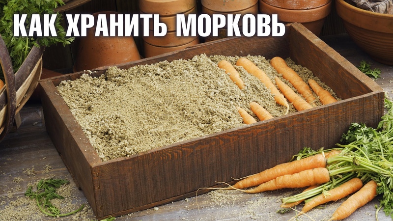 Features of storing carrots at home in an apartment