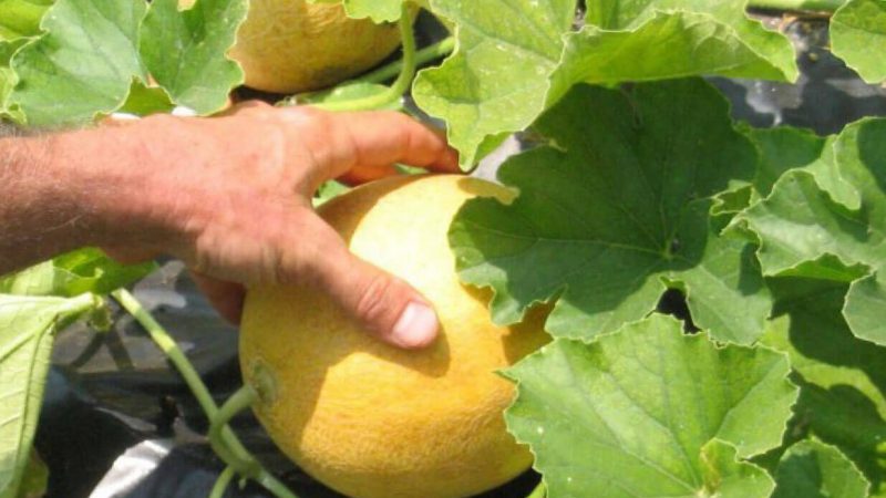 Features of growing melons in the Moscow region in the open field