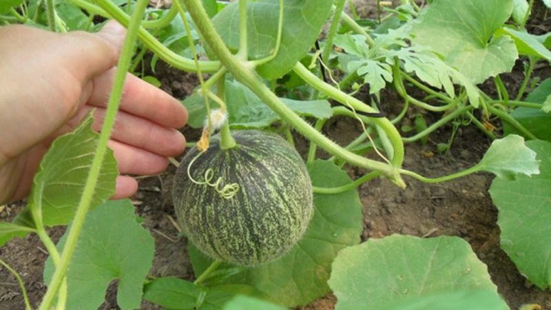 Features of growing melons in the Moscow region in the open field